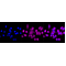 KD-Validated BCAP31 Rabbit mAb (20 μl)