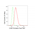 KD-Validated CHAF1B Rabbit mAb (20 μl)