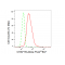 KD-Validated CHAF1B Rabbit mAb (20 μl)