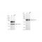 KD-Validated CHAF1B Rabbit mAb (20 μl)