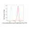 KD-Validated CBFB Rabbit mAb (20 μl)