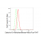 KD-Validated COMT Rabbit mAb (20 μl)
