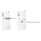 KD-Validated COMT Rabbit mAb (20 μl)