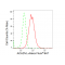 KD-Validated ACADVL Rabbit mAb (20 μl)