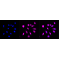 KD-Validated ACADVL Rabbit mAb (20 μl)