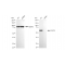 KD-Validated ACADVL Rabbit mAb (20 μl)