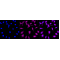 KD-Validated CBS Rabbit mAb (20 μl)