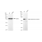 KD-Validated CBS Rabbit mAb (20 μl)