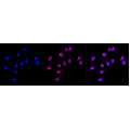 KD-Validated CD105 Rabbit mAb (20 μl)