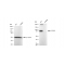 KD-Validated CD105 Rabbit mAb (20 μl)