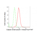 KD-Validated CAPNS1 Rabbit mAb (20 μl)