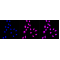 KD-Validated CAPNS1 Rabbit mAb (20 μl)