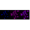 KD-Validated CD97 Rabbit mAb (20 μl)