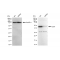 KD-Validated CD97 Rabbit mAb (20 μl)