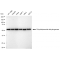 KD-Validated DLD Rabbit mAb (20 μl)