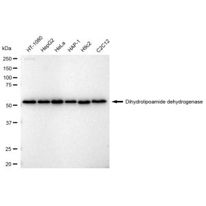 KD-Validated DLD Rabbit mAb (20 μl)