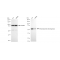 KD-Validated DLD Rabbit mAb (20 μl)