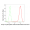 KD-Validated PDIA1 Rabbit mAb (20 μl)