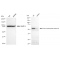 KD-Validated PDIA1 Rabbit mAb (20 μl)