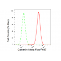 KD-Validated CANX Rabbit mAb (20 μl)