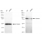 KD-Validated CANX Rabbit mAb (20 μl)
