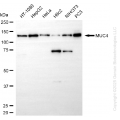 KD-Validated MUC4 Rabbit mAb (20 μl)