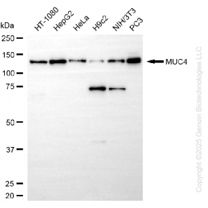 KD-Validated MUC4 Rabbit mAb (20 μl)