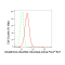 KD-Validated GSR Rabbit mAb (20 μl)