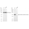 KD-Validated GSR Rabbit mAb (20 μl)