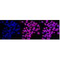 KD-Validated HLTF Rabbit mAb (20 μl)