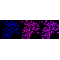 KD-Validated HLTF Rabbit mAb (20 μl)