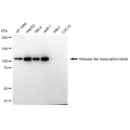 KD-Validated HLTF Rabbit mAb (20 μl)