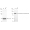 KD-Validated HLTF Rabbit mAb (20 μl)