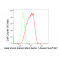 KD-Validated HSF1 Rabbit mAb (20 μl)