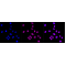 KD-Validated HSF1 Rabbit mAb (20 μl)