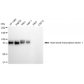 KD-Validated HSF1 Rabbit mAb (20 μl)