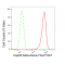 KD-Validated Hsp90 beta Rabbit mAb (20 μl)