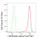 KD-Validated Hsp90 beta Rabbit mAb (20 μl)