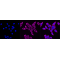 KD-Validated Hsp90 beta Rabbit mAb (20 μl)