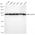 KD-Validated Hsp90 beta Rabbit mAb (20 μl)
