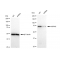 KD-Validated HSPA5 Rabbit mAb (20 μl)