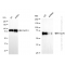 KD-Validated Hsc70 Rabbit mAb (20 μl)