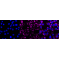 KD-Validated Hsp60 Rabbit mAb (20 μl)