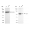 KD-Validated Hsp60 Rabbit mAb (20 μl)