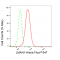 KD-Validated LMAN1 Rabbit mAb (20 μl)