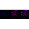 KD-Validated LMAN1 Rabbit mAb (20 μl)