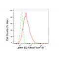 KD-Validated LMNB2 Rabbit mAb (20 μl)