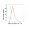 KD-Validated LMNB2 Rabbit mAb (20 μl)