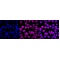 KD-Validated LMNB2 Rabbit mAb (20 μl)