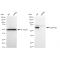 KD-Validated LMNB2 Rabbit mAb (20 μl)